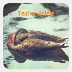 Sleepy Duck Personalised Nature Square Sticker