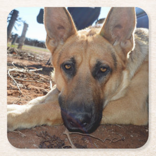 Sleepy Eyes Young Alsatian, Paper cup Square Paper Coaster