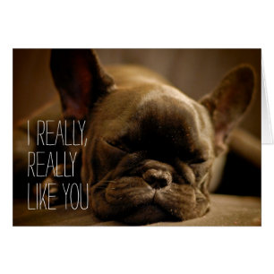Sleepy French Bulldog