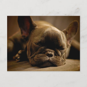 Sleepy French Bulldog Postcard