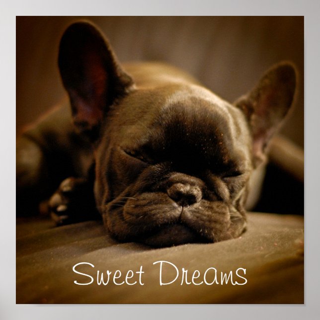 Sleepy French Bulldog Poster (Front)