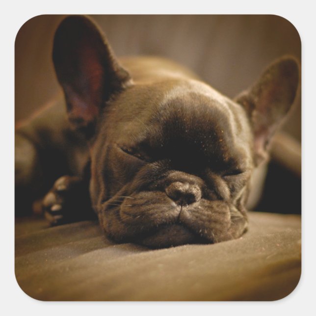 Sleepy French Bulldog Square Sticker (Front)