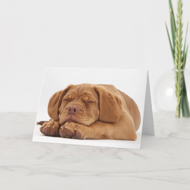 Sleepy French Mastiff Puppy Holiday Card (Front)