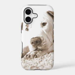 sleepy friendly white pitbull hate deed not breed