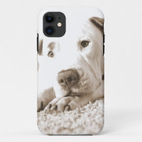 sleepy friendly white pitbull hate deed not breed