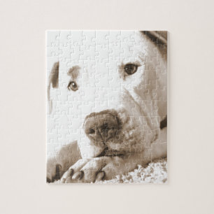 sleepy friendly white pitbull hate deed not breed jigsaw puzzle