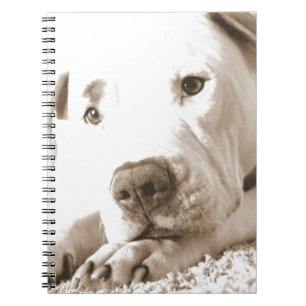 sleepy friendly white pitbull hate deed not breed notebook