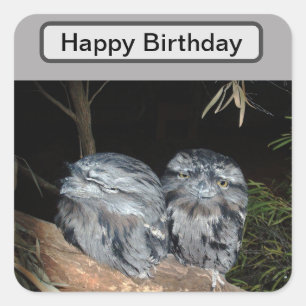Sleepy Frogmouth Owls, Birthday Square Sticker