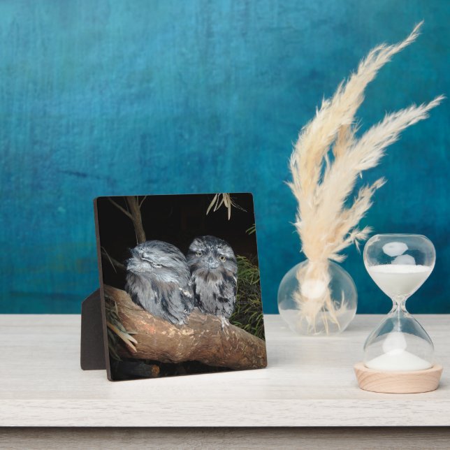Sleepy Frogmouth Owls, Plaque (Insitu)