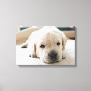 Sleepy Golden Labrador Puppy Canvas Print