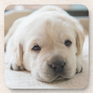Sleepy Golden Labrador Puppy Coaster