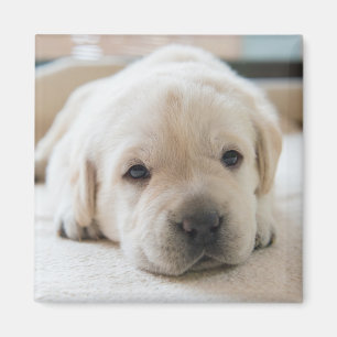 Sleepy Golden Labrador Puppy Magnet