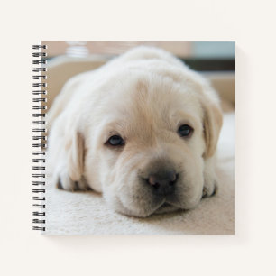 Sleepy Golden Labrador Puppy Notebook