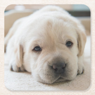 Sleepy Golden Labrador Puppy Square Paper Coaster