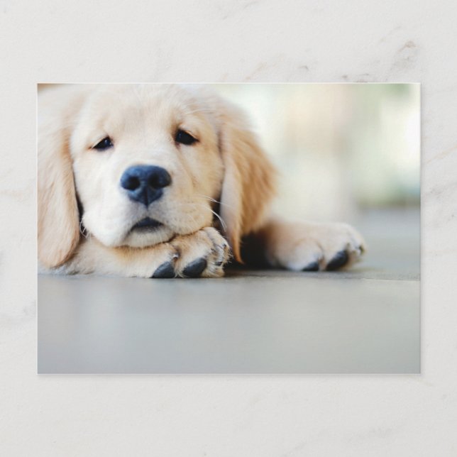 Sleepy Golden Retriever Puppy Postcard (Front)