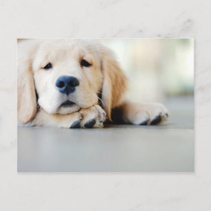 Sleepy Golden Retriever Puppy Postcard