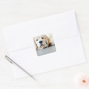 Sleepy Golden Retriever Puppy Square Sticker