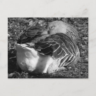 Sleepy Graylag Goose (Black and White) Postcard