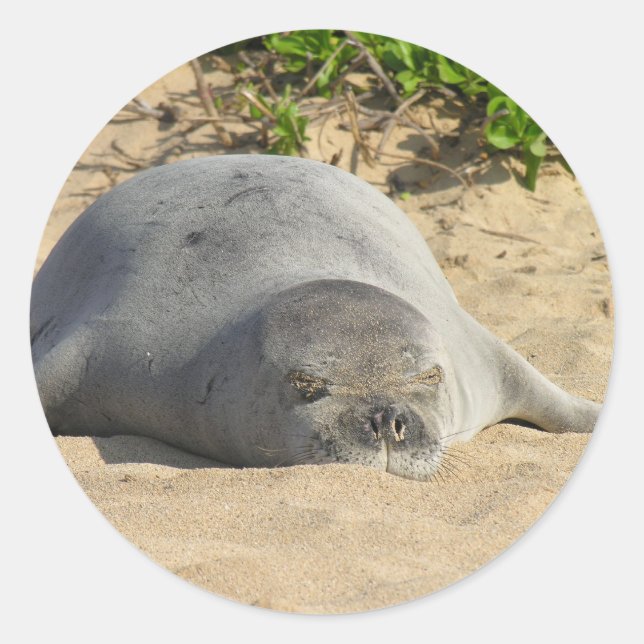 Sleepy Hawaiian Monk Seal (Front)
