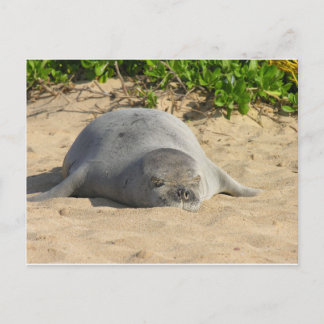 Sleepy Hawaiian Monk Seal Postcard