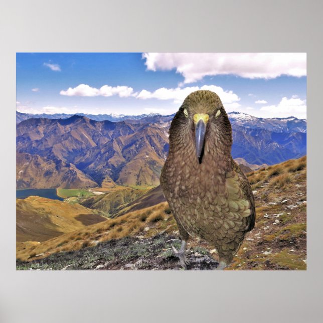 Sleepy Kea Poster (Front)