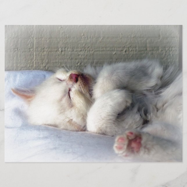 Sleepy Kitten (Front)