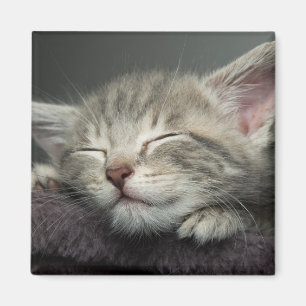 Sleepy Kitten Magnet
