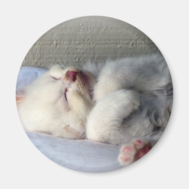 Sleepy Kitten Magnet (Front)