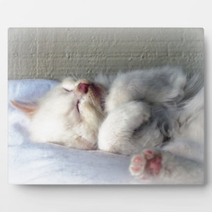 Sleepy Kitten Plaque