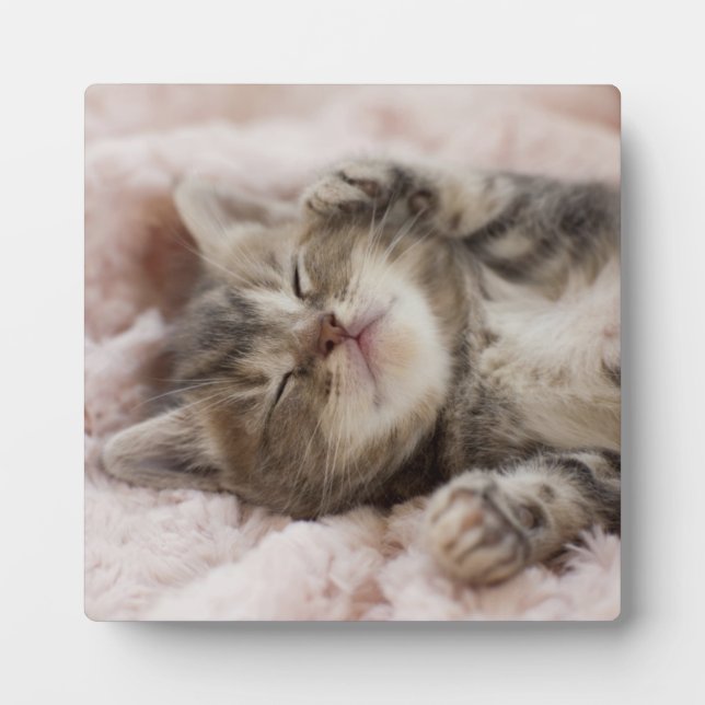 Sleepy Kitten Plaque (Front)