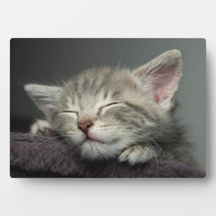 Sleepy Kitten Plaque
