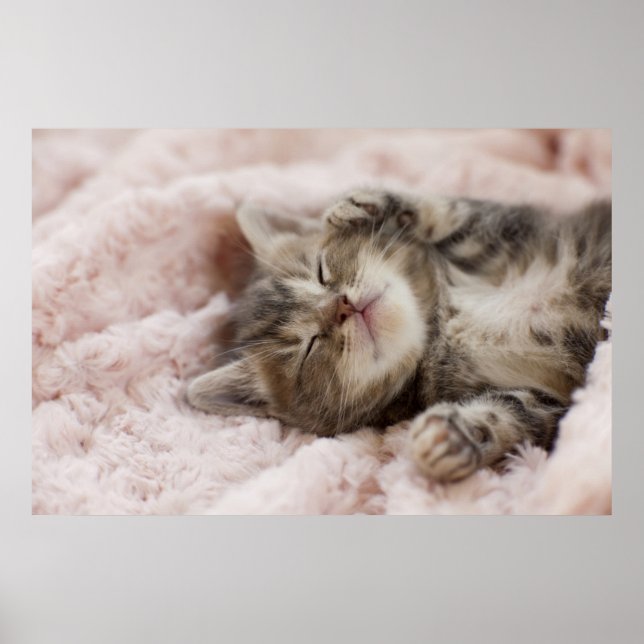 Sleepy Kitten Poster (Front)