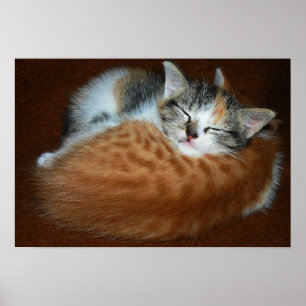 Sleepy kittens poster