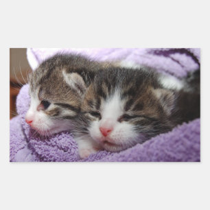 Sleepy kittens rectangular sticker