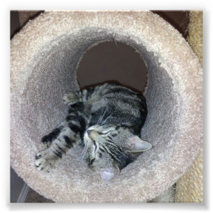 Sleepy Kitty Cat by Shirley Taylor Photo Print