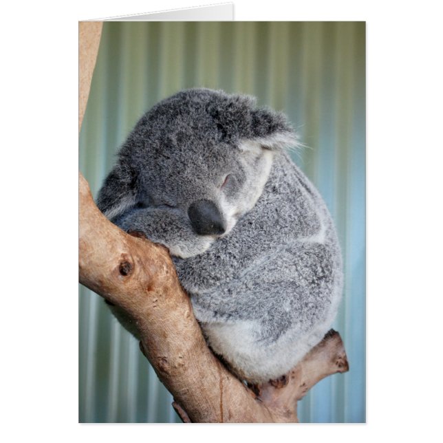 Sleepy Koala (Front)
