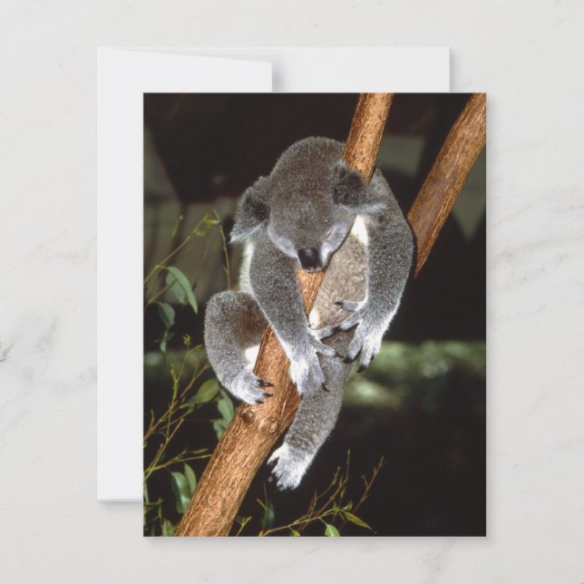 Sleepy Koala (Front)