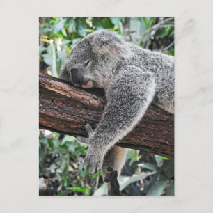 Sleepy Koala Postcard