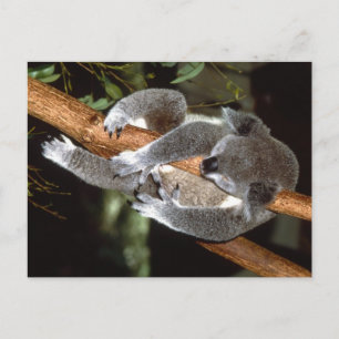 Sleepy Koala Postcard