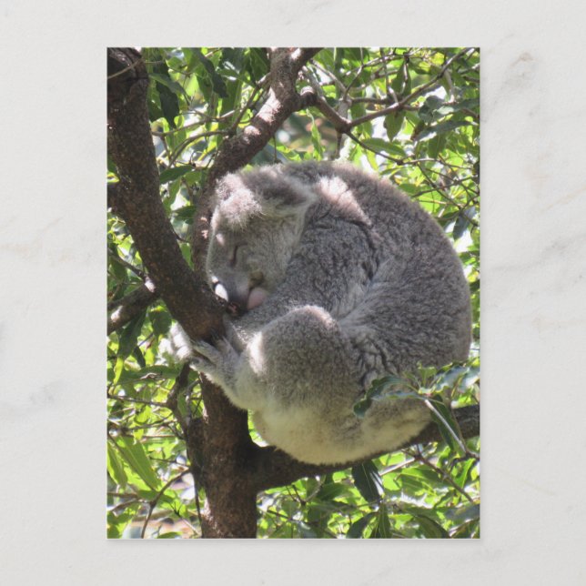 sleepy koala postcard (Front)