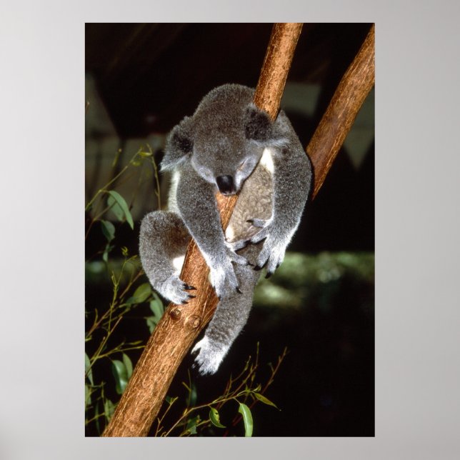Sleepy Koala Poster (Front)