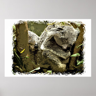 Sleepy Koalas Poster