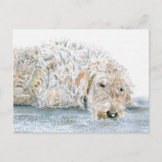 Sleepy Labradoodle Postcard