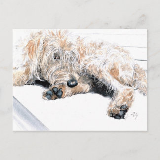 Sleepy Labradoodle Postcards