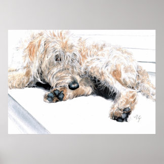 Sleepy Labradoodle Print