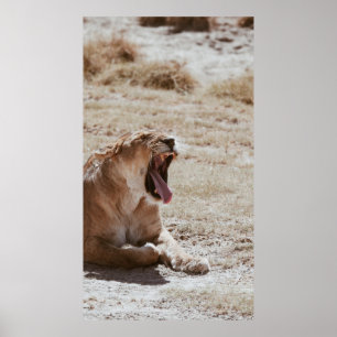 SLEEPY LION POSTER