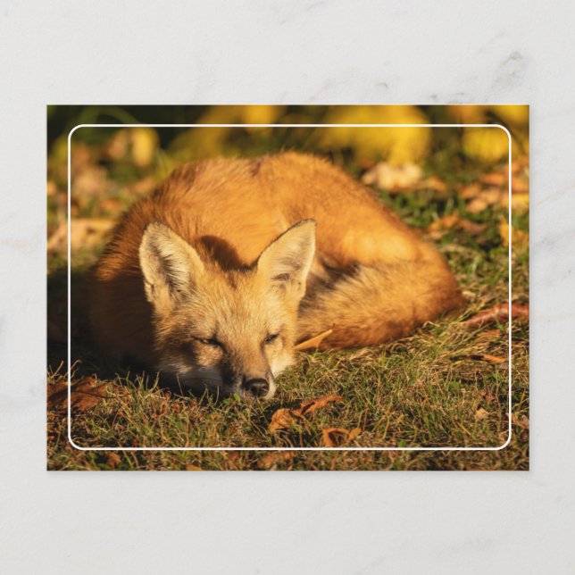 Sleepy Little Fox        Postcard (Front)