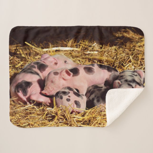 SLEEPY LITTLE PIGLETS SHERPA BLANKET (Front (Horizontal))