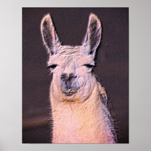 Sleepy Llama Face Animal Art Poster