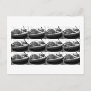 Sleepy Orange Tabby Cat/Black and White Photo Postcard